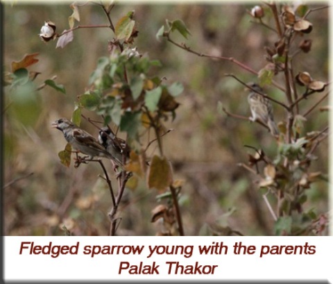 Palak Thakor - Fledged sparrow young with the parents